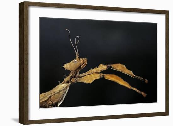 Extatosoma Tiaratum (Giant Prickly Stick Insect)-Paul Starosta-Framed Photographic Print