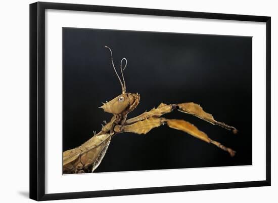 Extatosoma Tiaratum (Giant Prickly Stick Insect)-Paul Starosta-Framed Photographic Print