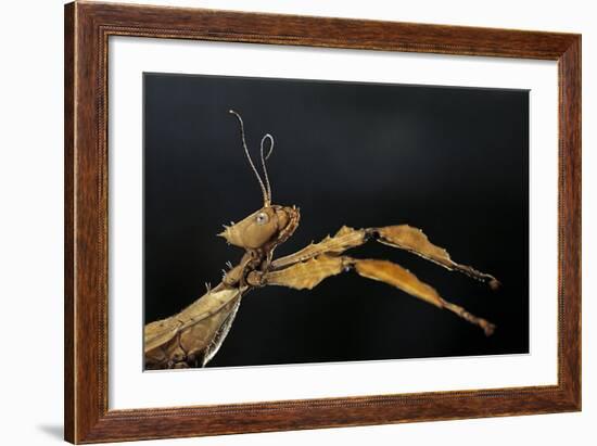 Extatosoma Tiaratum (Giant Prickly Stick Insect)-Paul Starosta-Framed Photographic Print