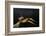 Extatosoma Tiaratum (Giant Prickly Stick Insect)-Paul Starosta-Framed Photographic Print