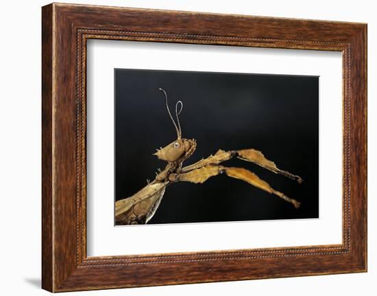 Extatosoma Tiaratum (Giant Prickly Stick Insect)-Paul Starosta-Framed Photographic Print