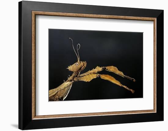 Extatosoma Tiaratum (Giant Prickly Stick Insect)-Paul Starosta-Framed Photographic Print