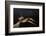 Extatosoma Tiaratum (Giant Prickly Stick Insect)-Paul Starosta-Framed Photographic Print