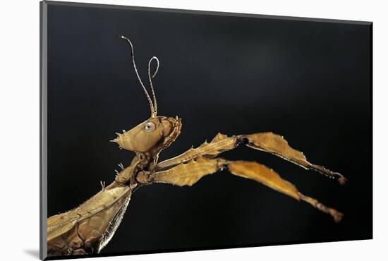 Extatosoma Tiaratum (Giant Prickly Stick Insect)-Paul Starosta-Mounted Photographic Print