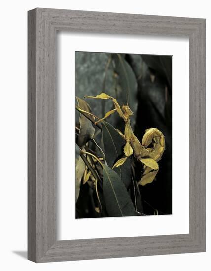 Extatosoma Tiaratum (Giant Prickly Stick Insect)-Paul Starosta-Framed Photographic Print