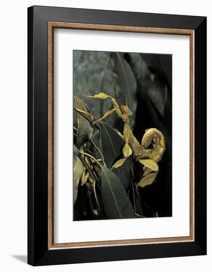 Extatosoma Tiaratum (Giant Prickly Stick Insect)-Paul Starosta-Framed Photographic Print