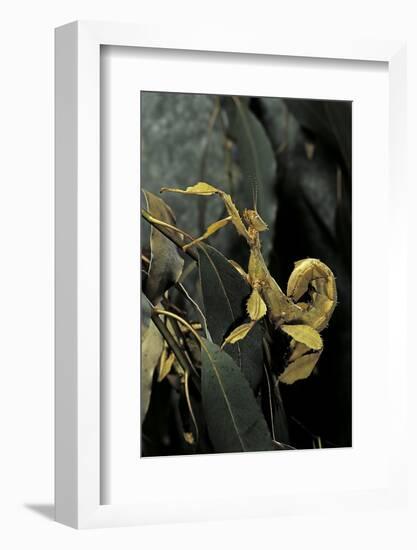 Extatosoma Tiaratum (Giant Prickly Stick Insect)-Paul Starosta-Framed Photographic Print