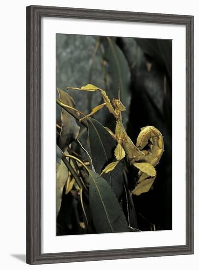 Extatosoma Tiaratum (Giant Prickly Stick Insect)-Paul Starosta-Framed Photographic Print