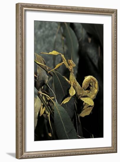 Extatosoma Tiaratum (Giant Prickly Stick Insect)-Paul Starosta-Framed Photographic Print