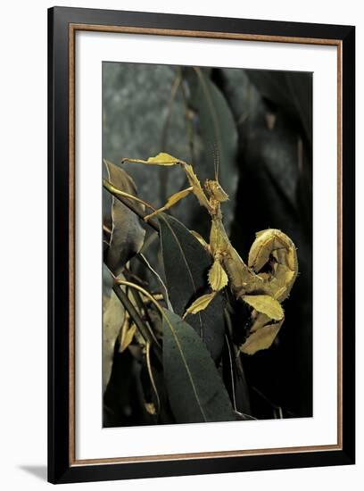 Extatosoma Tiaratum (Giant Prickly Stick Insect)-Paul Starosta-Framed Photographic Print