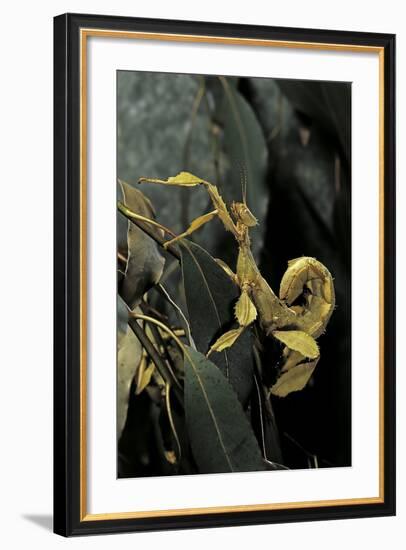 Extatosoma Tiaratum (Giant Prickly Stick Insect)-Paul Starosta-Framed Photographic Print