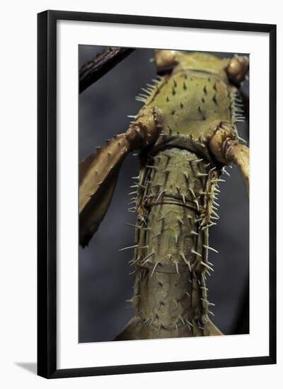 Extatosoma Tiaratum (Giant Prickly Stick Insect)-Paul Starosta-Framed Photographic Print