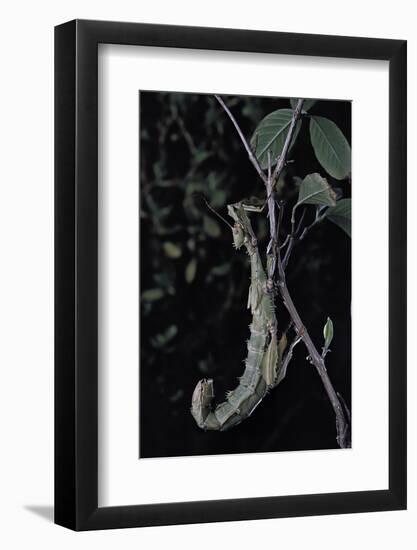 Extatosoma Tiaratum (Giant Prickly Stick Insect)-Paul Starosta-Framed Photographic Print