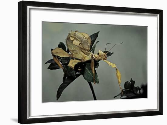 Extatosoma Tiaratum (Giant Prickly Stick Insect)-Paul Starosta-Framed Photographic Print