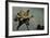 Extatosoma Tiaratum (Giant Prickly Stick Insect)-Paul Starosta-Framed Photographic Print