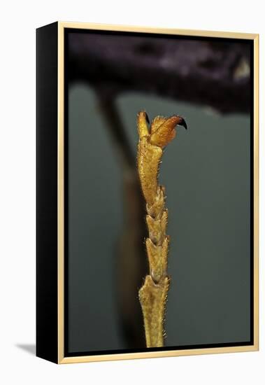 Extatosoma Tiaratum (Phasme) - End of Leg-Paul Starosta-Framed Premier Image Canvas