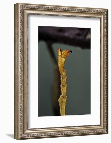 Extatosoma Tiaratum (Phasme) - End of Leg-Paul Starosta-Framed Photographic Print