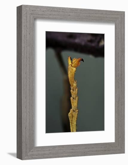 Extatosoma Tiaratum (Phasme) - End of Leg-Paul Starosta-Framed Photographic Print