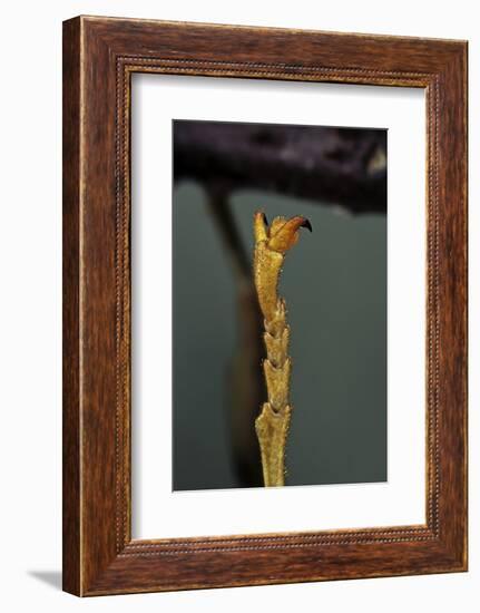 Extatosoma Tiaratum (Phasme) - End of Leg-Paul Starosta-Framed Photographic Print