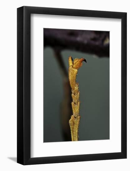 Extatosoma Tiaratum (Phasme) - End of Leg-Paul Starosta-Framed Photographic Print