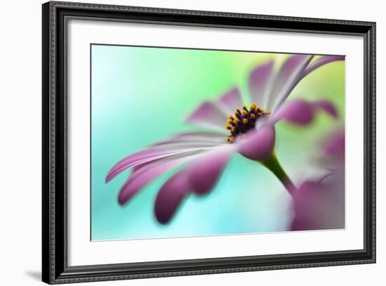 Extending In The Morning Light II-Heidi Westum-Framed Photographic Print