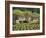 Exterior of a Stone Farmhouse in Vineyard Near Pierrefeu, Var, Provence, France, Europe-Michael Busselle-Framed Photographic Print