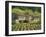 Exterior of a Stone Farmhouse in Vineyard Near Pierrefeu, Var, Provence, France, Europe-Michael Busselle-Framed Photographic Print