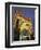 Exterior of Luna Park Entrance Illuminated at Twilight, St. Kilda, Melbourne, Victoria, Australia-Richard Nebesky-Framed Photographic Print