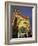 Exterior of Luna Park Entrance Illuminated at Twilight, St. Kilda, Melbourne, Victoria, Australia-Richard Nebesky-Framed Photographic Print