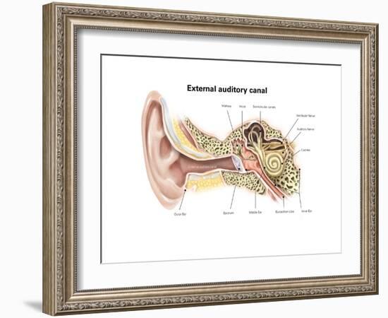 External Auditory Canal of Human Ear (With Labels)-null-Framed Premium Giclee Print