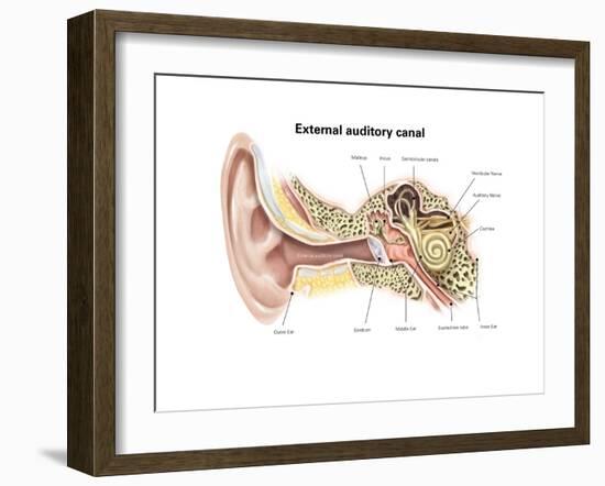 External Auditory Canal of Human Ear (With Labels)-null-Framed Premium Giclee Print