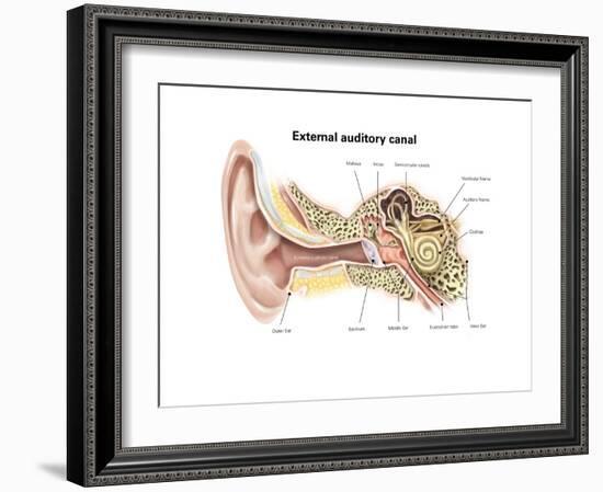 External Auditory Canal of Human Ear (With Labels)-null-Framed Premium Giclee Print