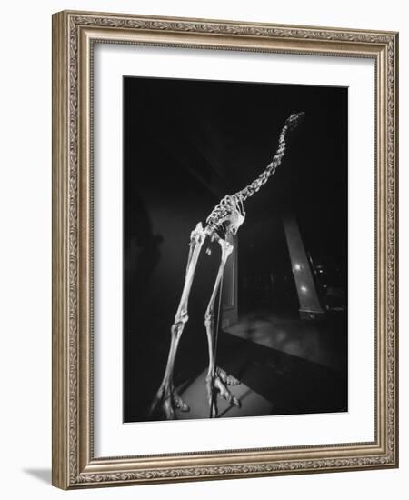 Extinct for 700 Years, Reconstructed Skeleton of the Giant Moa of New Zealand Discovered in Swamp-Yale Joel-Framed Photographic Print