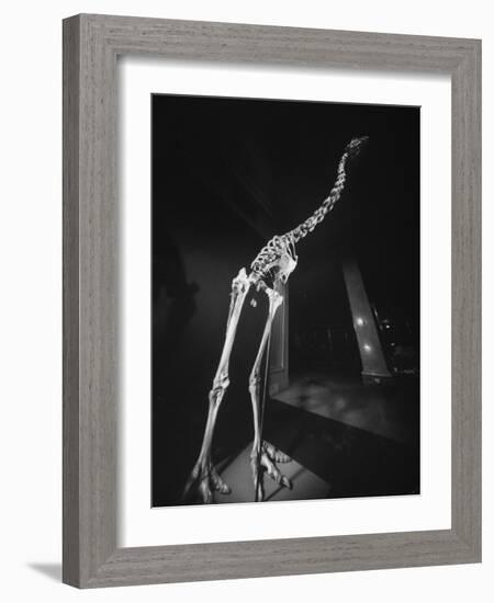 Extinct for 700 Years, Reconstructed Skeleton of the Giant Moa of New Zealand Discovered in Swamp-Yale Joel-Framed Photographic Print