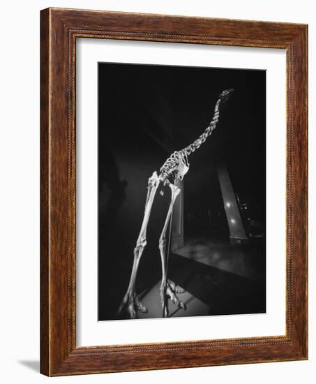 Extinct for 700 Years, Reconstructed Skeleton of the Giant Moa of New Zealand Discovered in Swamp-Yale Joel-Framed Photographic Print