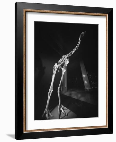 Extinct for 700 Years, Reconstructed Skeleton of the Giant Moa of New Zealand Discovered in Swamp-Yale Joel-Framed Photographic Print