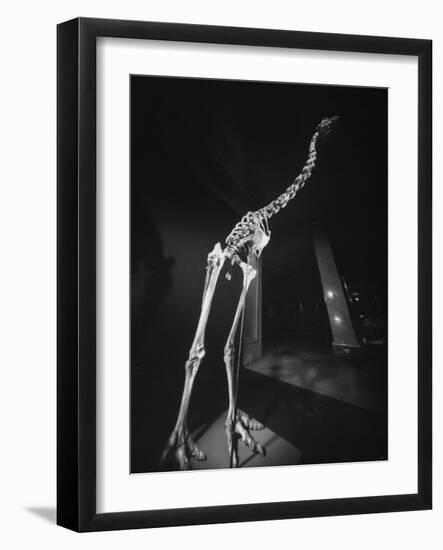 Extinct for 700 Years, Reconstructed Skeleton of the Giant Moa of New Zealand Discovered in Swamp-Yale Joel-Framed Photographic Print