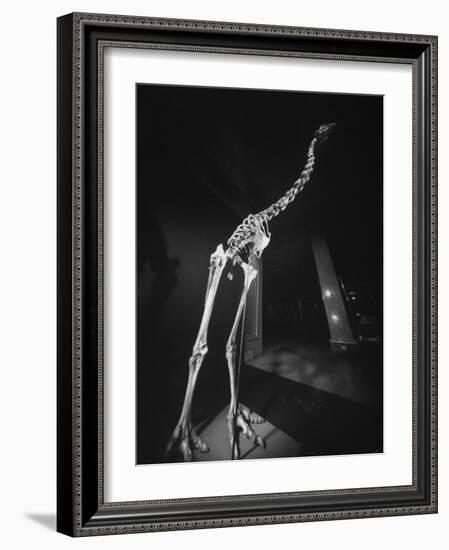 Extinct for 700 Years, Reconstructed Skeleton of the Giant Moa of New Zealand Discovered in Swamp-Yale Joel-Framed Photographic Print