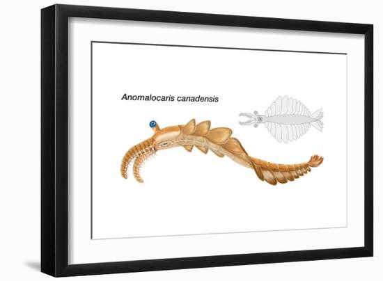 Extinct Soft-Bodied Cambrian Predator (Anomalocaris Canadensis). Arthropods, Invertebrates-Encyclopaedia Britannica-Framed Art Print