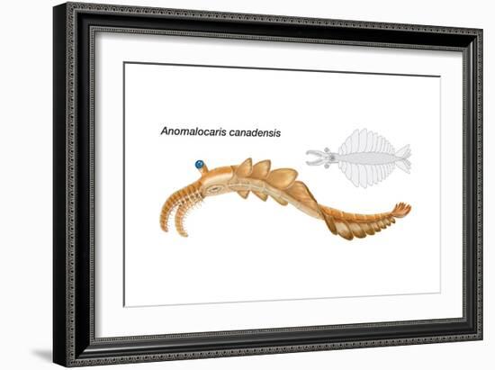 Extinct Soft-Bodied Cambrian Predator (Anomalocaris Canadensis). Arthropods, Invertebrates-Encyclopaedia Britannica-Framed Art Print