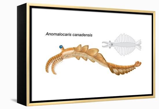 Extinct Soft-Bodied Cambrian Predator (Anomalocaris Canadensis). Arthropods, Invertebrates-Encyclopaedia Britannica-Framed Stretched Canvas