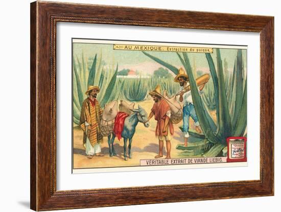 Extraction of Pulque, Magueys, Mexico-null-Framed Art Print