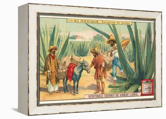 Extraction of Pulque, Magueys, Mexico-null-Framed Stretched Canvas