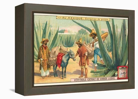 Extraction of Pulque, Magueys, Mexico-null-Framed Stretched Canvas