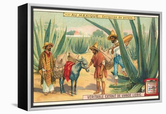 Extraction of Pulque, Magueys, Mexico-null-Framed Stretched Canvas