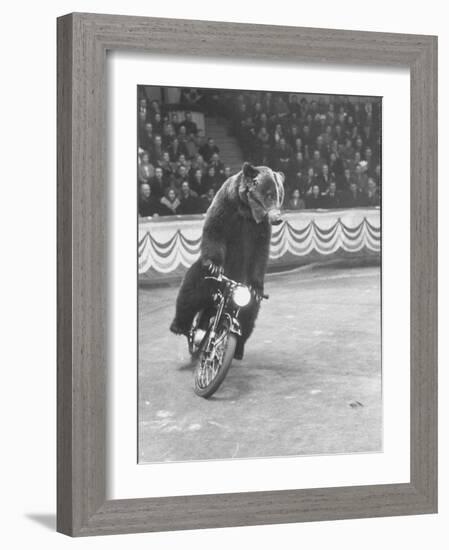 Extraordinarily Skillful Russian Performing Bear Driving a Motorcycle-Carl Mydans-Framed Photographic Print