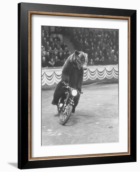 Extraordinarily Skillful Russian Performing Bear Driving a Motorcycle-Carl Mydans-Framed Photographic Print