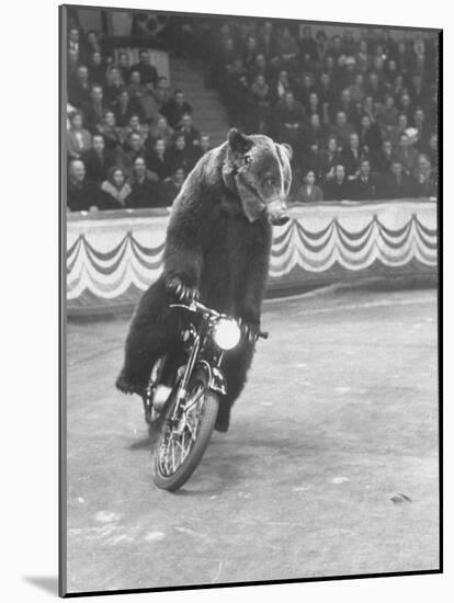 Extraordinarily Skillful Russian Performing Bear Driving a Motorcycle-Carl Mydans-Mounted Photographic Print