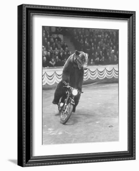 Extraordinarily Skillful Russian Performing Bear Driving a Motorcycle-Carl Mydans-Framed Photographic Print