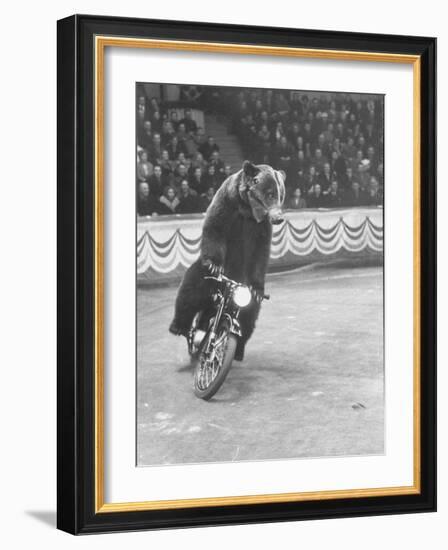 Extraordinarily Skillful Russian Performing Bear Driving a Motorcycle-Carl Mydans-Framed Photographic Print